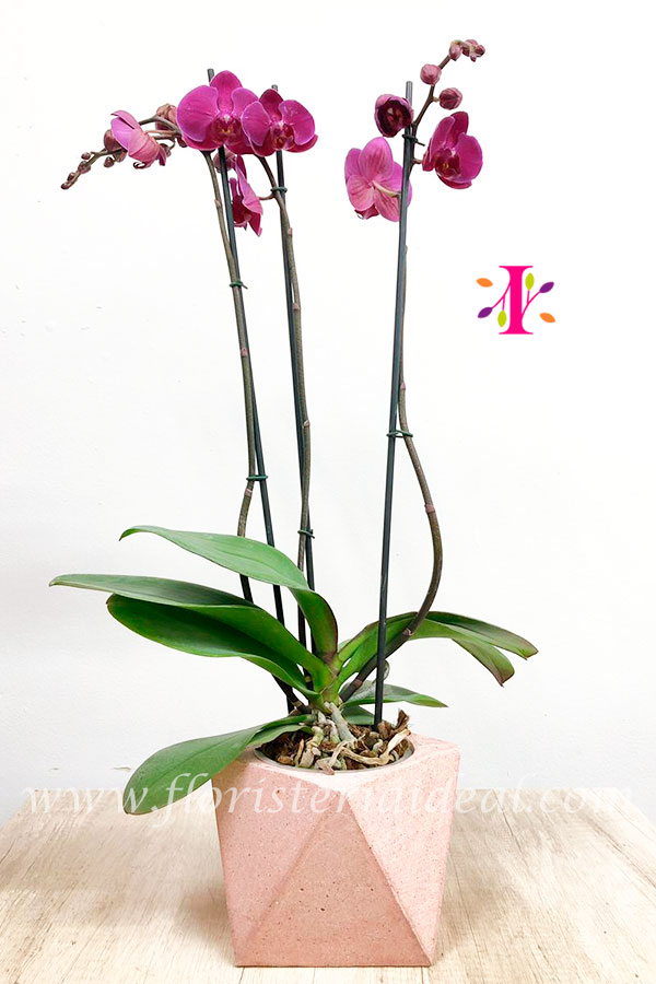 Delicada orquídea decorada en bella Pecera con lindas piedritas blancas y lo acompaña una tarjeta pe